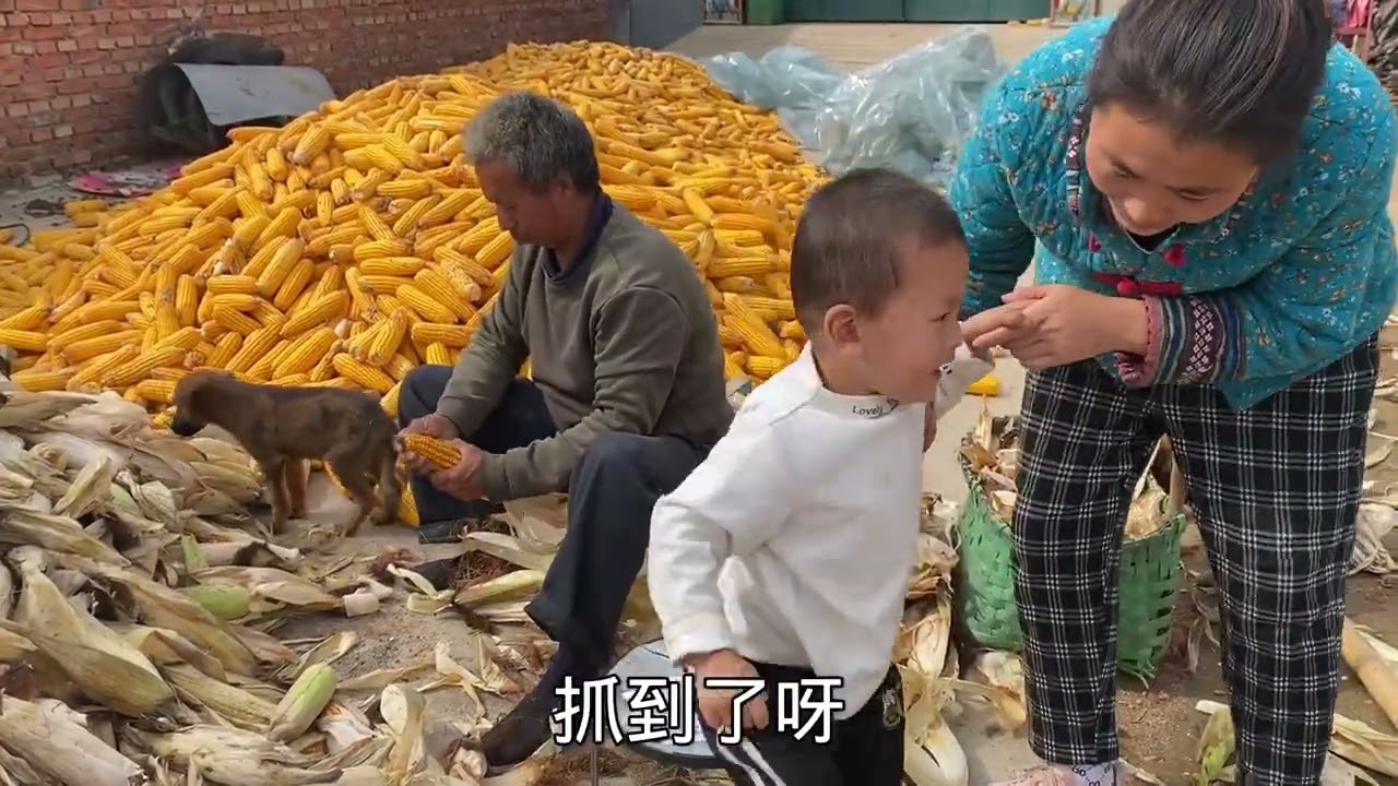 小红抓老母鸡给爸爸补身体，小凡凡急的爆金句，老妈心疼唠叨不停 #补身体喝什么汤 #抓老母鸡 #我的农村真实生活 #农忙秋收 #田园生活