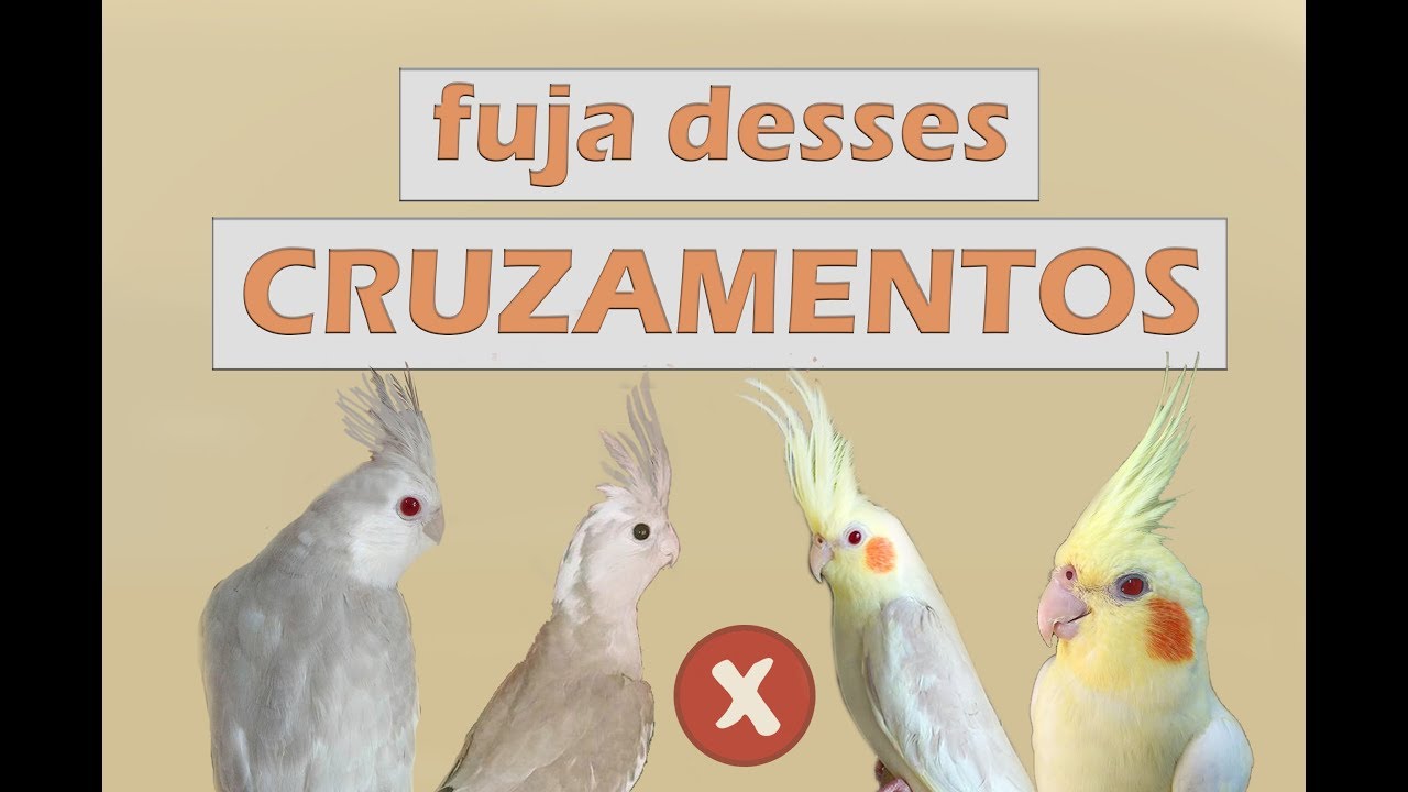Quais mutações não devemos cruzar e porquê?!