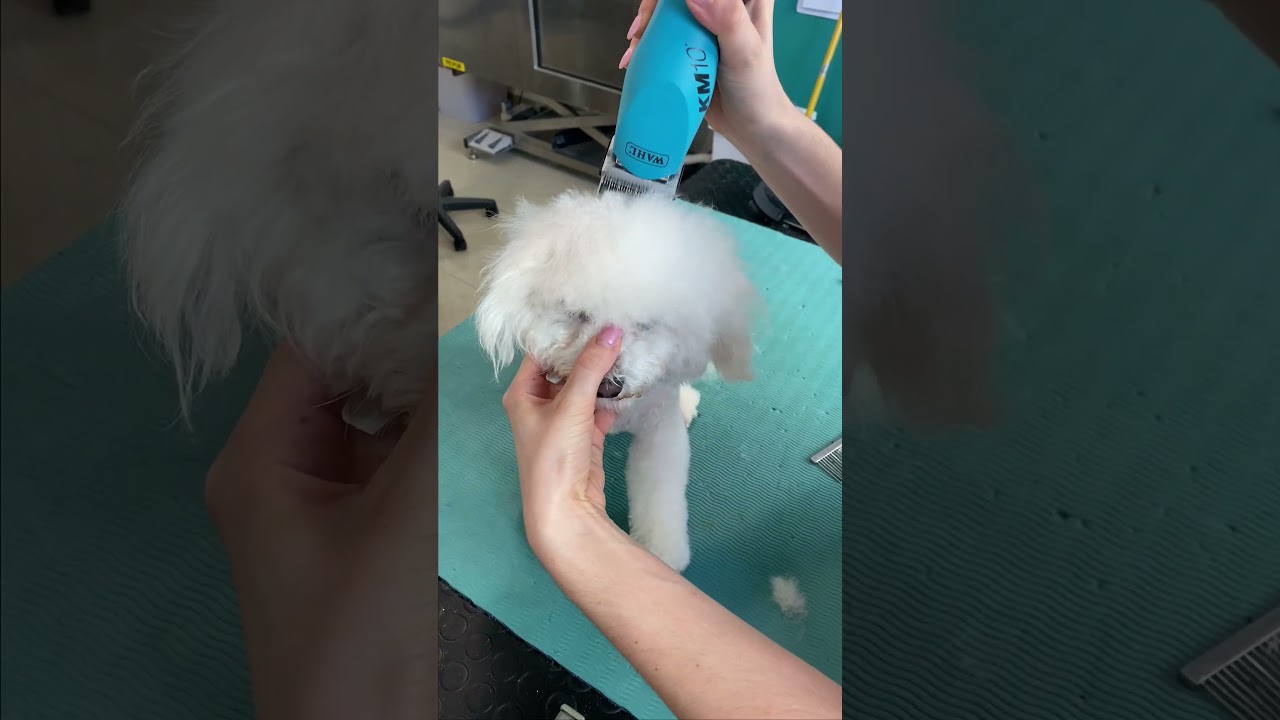 Bichon Pet Trim 