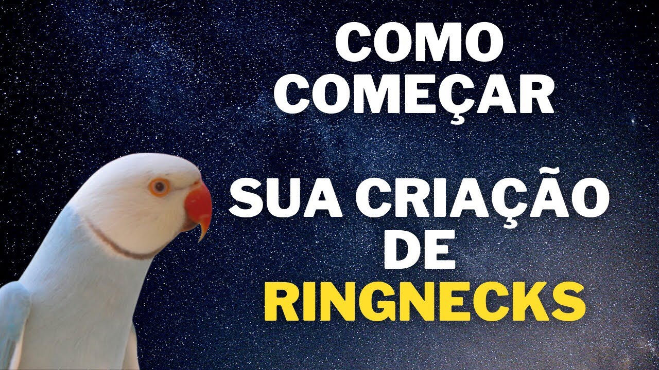 RINGNECKS - DICAS PARA INICIAR SEU CRIADOURO
