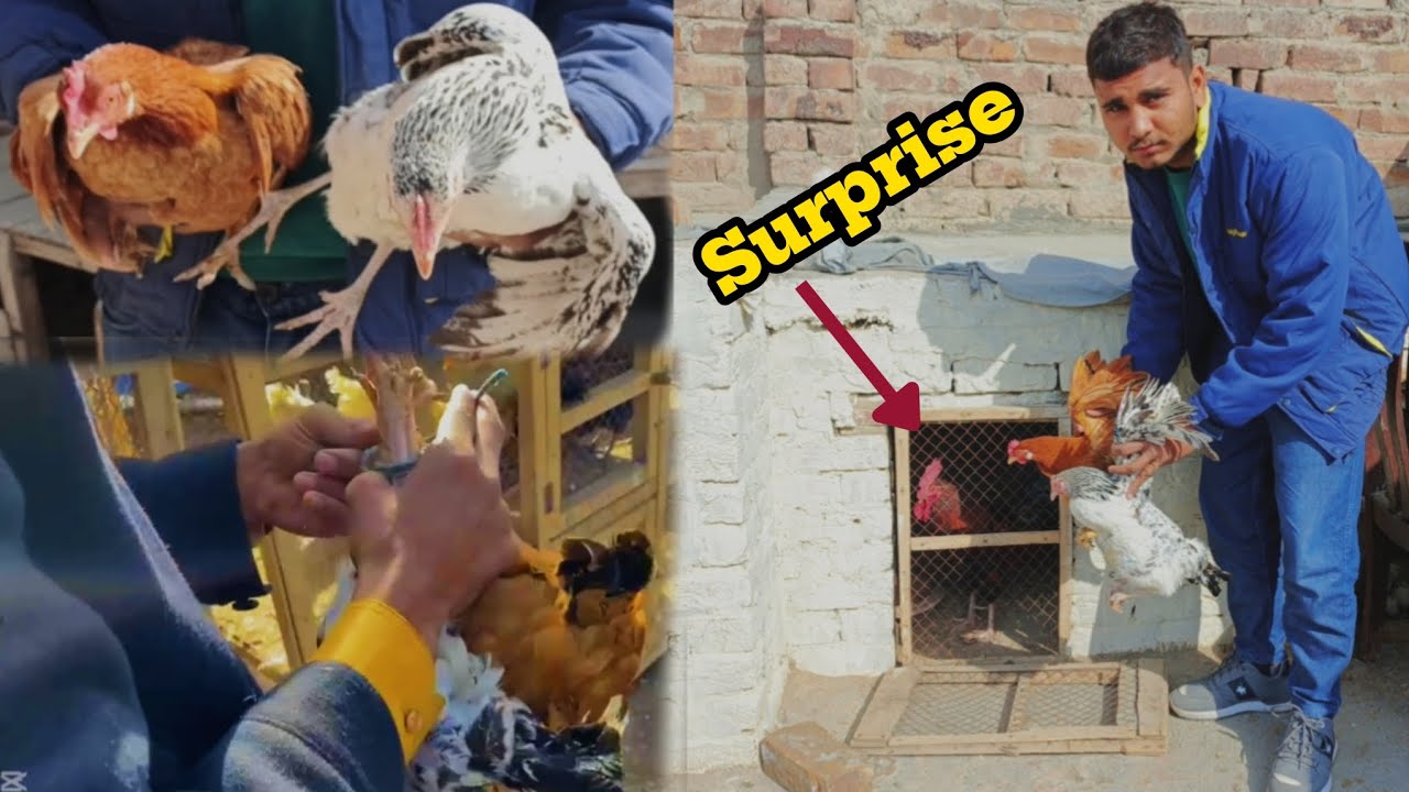 Murga ka liya surprise laa ayy||BEAST and VLOGZ