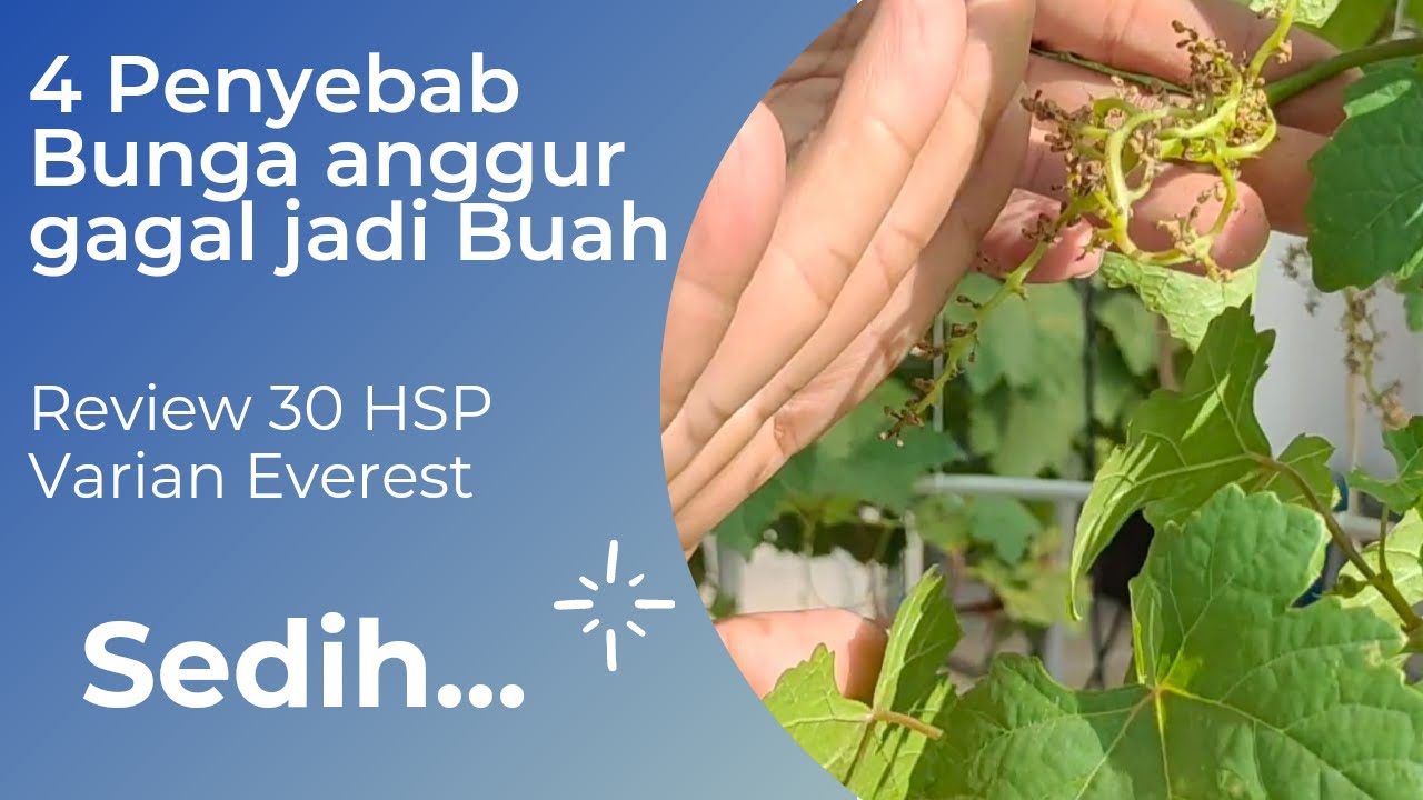 Bunga2 anggur gosong.! Apa saja penyebabnya? Simak sampai Tuntas penyebab bunga gagal menjadi Berry.