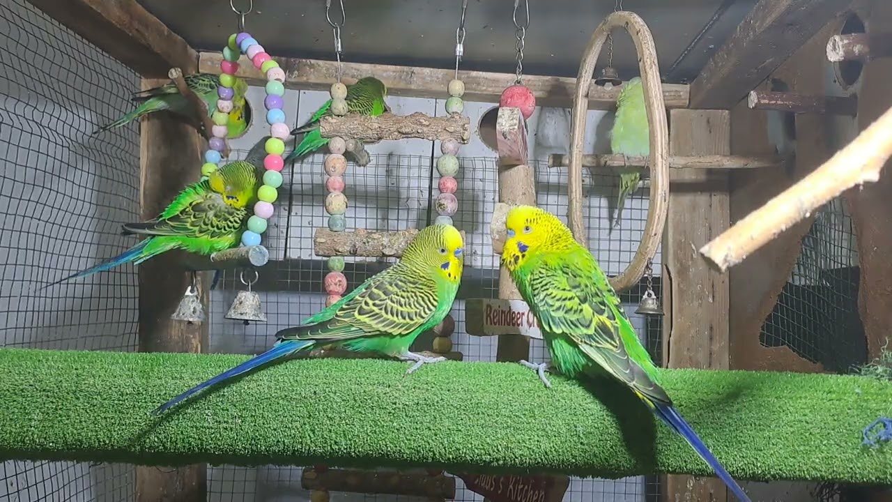 Parrot Behavior Moments