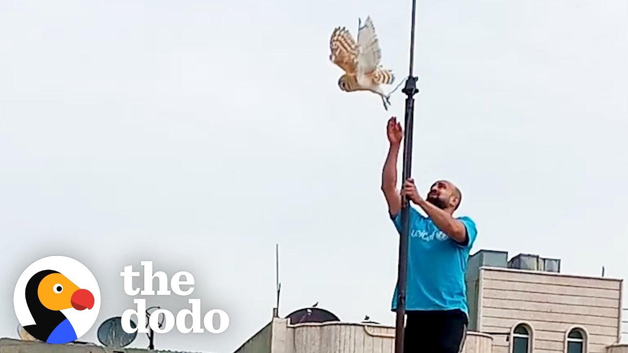 Owl Is So Grateful To Be Rescued By Kind Man | The Dodo Faith = Restored