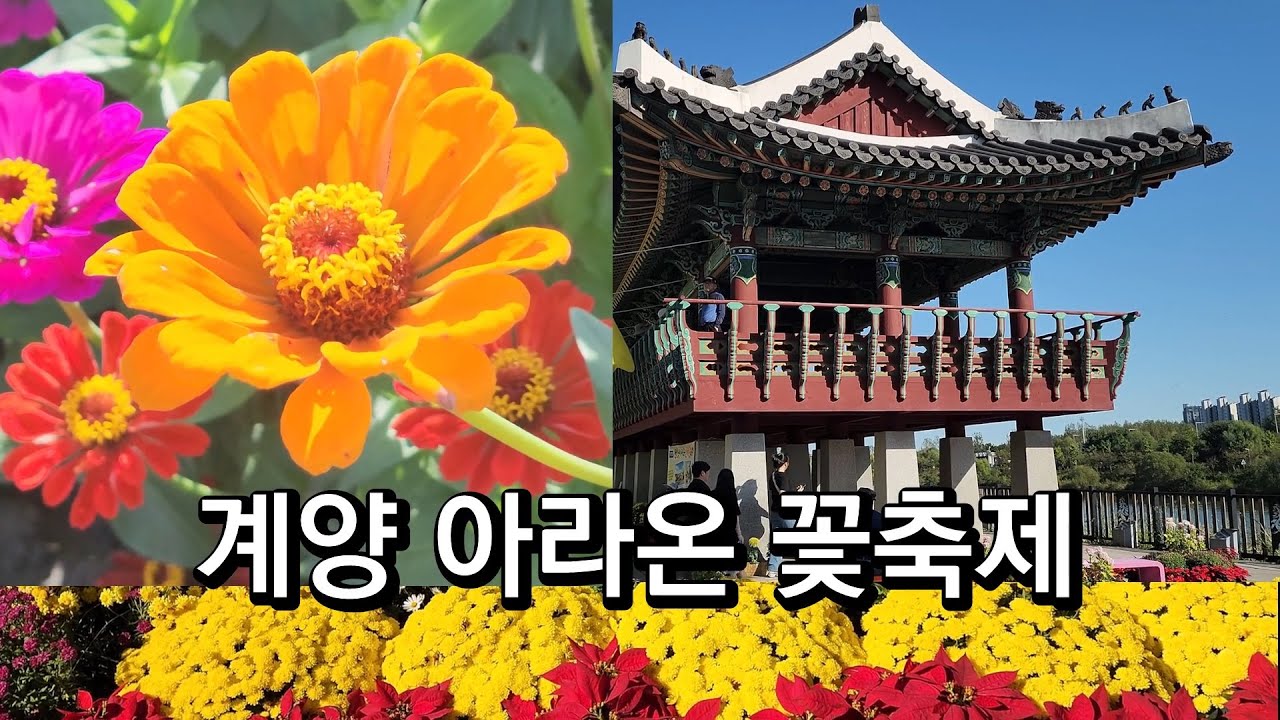 인천 계양아라온 가을 꽃 축제/백일홍.국화꽃 Incheon Gyeyang Araon Autumn Flower Festival
