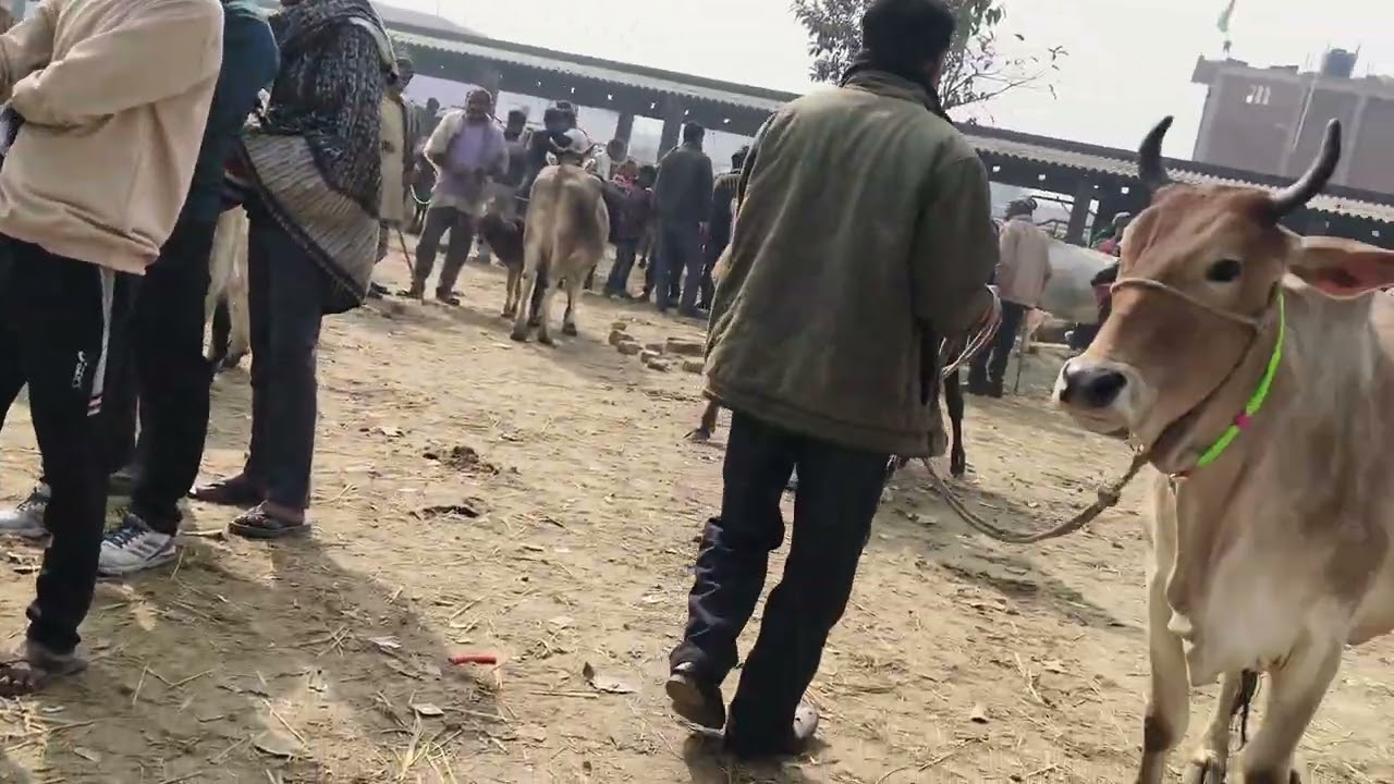 Janta pashu bazar Chhapiya gorakhpur 