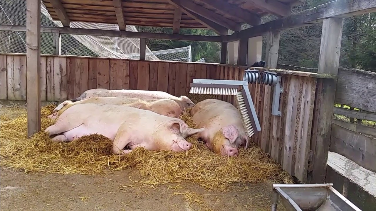 Ein Nachmittag auf Gut Aiderbichl in Henndorf