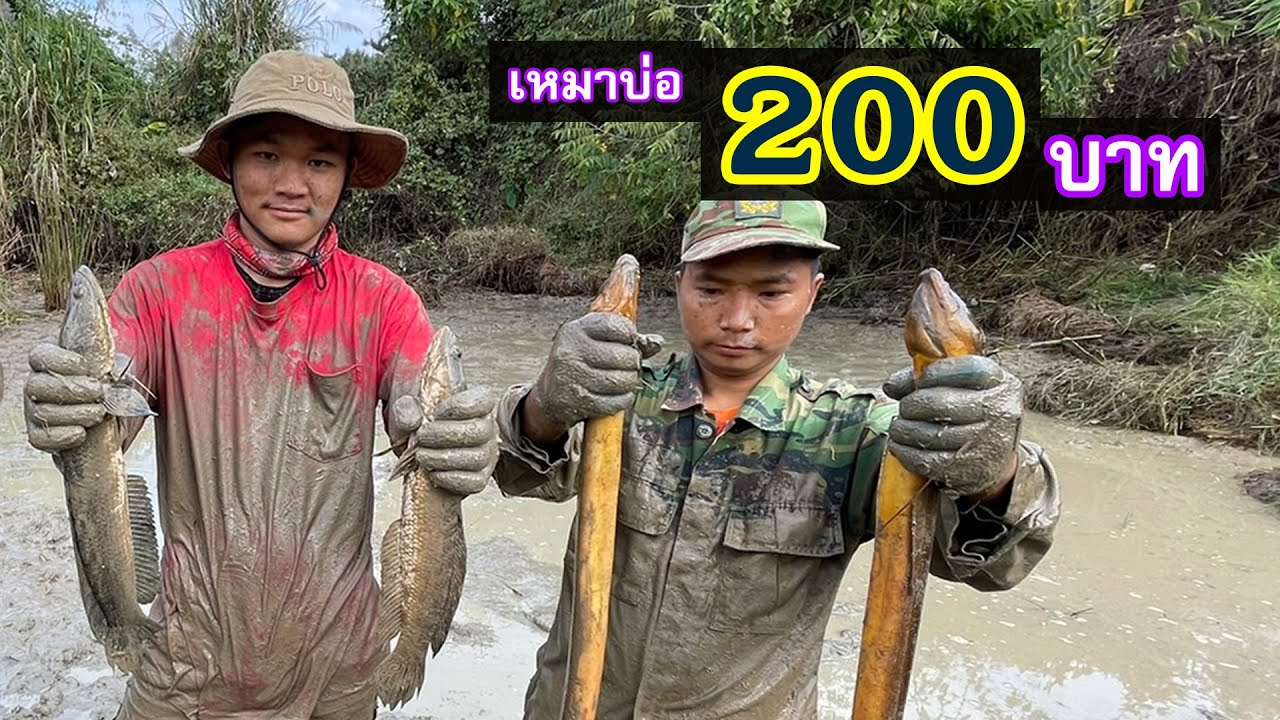 เหมาบ่อ 200บาท ปลาไหลตัวใหญ่ๆเพียบ บ่อนี้คุ้มสุดๆ | Ep.002