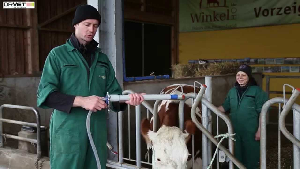 Kuh schonend drenchen (DR. VET - Die Tierärzte - Rinderpraxis)