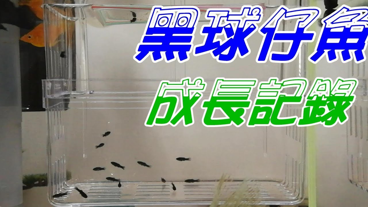 黑球魚寶寶餵食/球魚打架