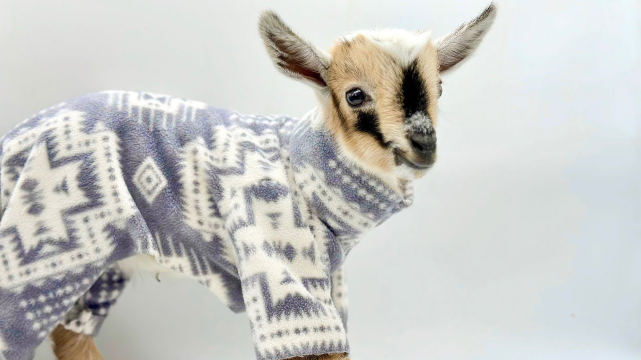 Waltz of the pajama goat