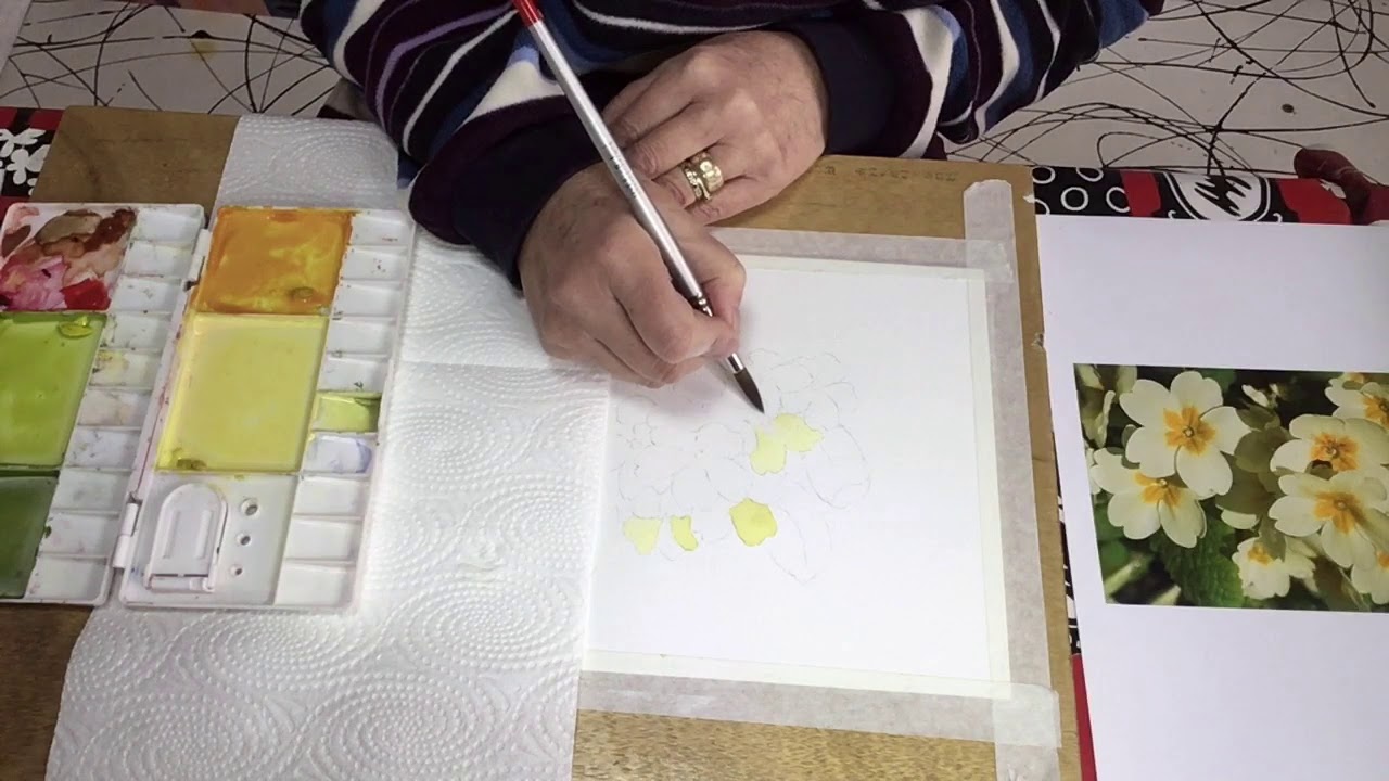 Primula Watercolour Demo