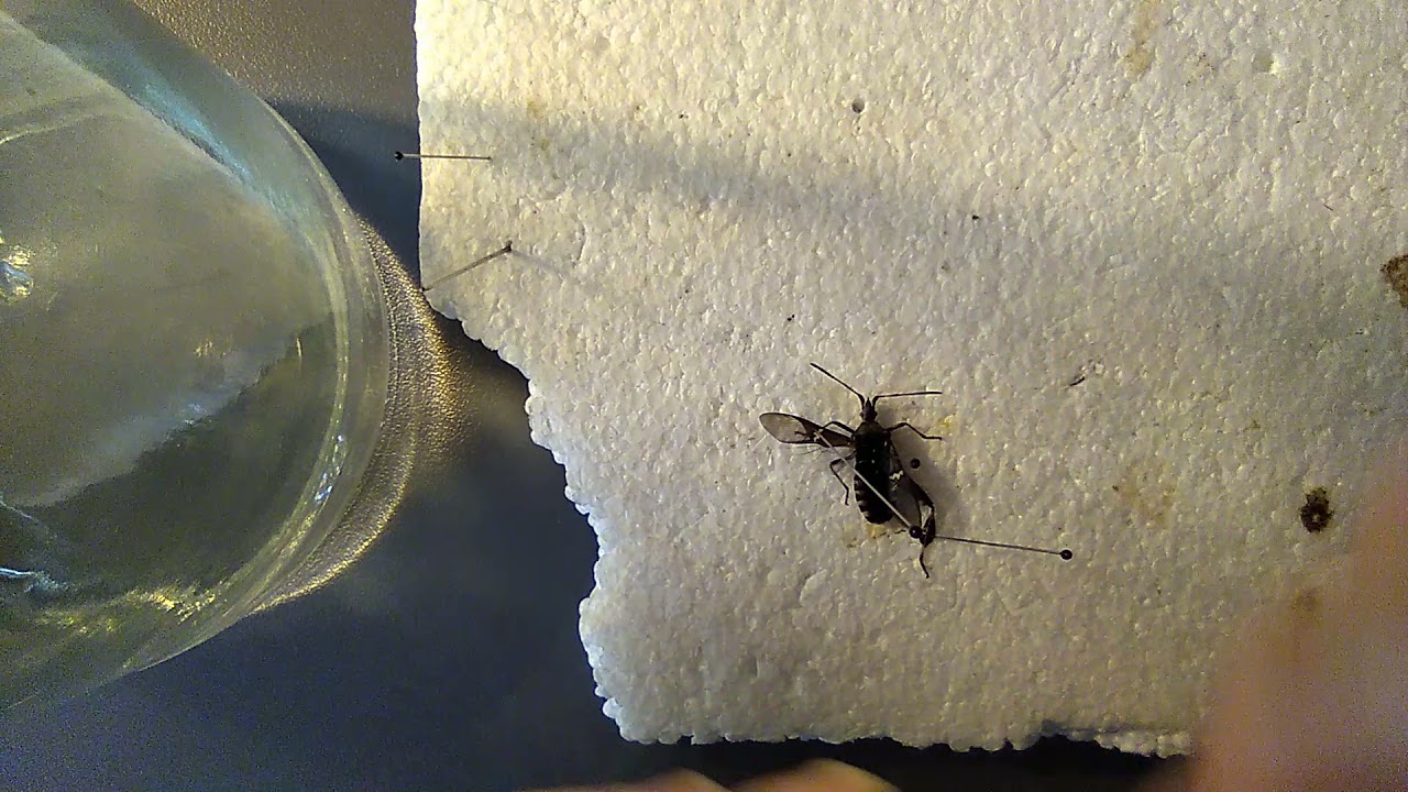 Pinning tutorial: How To Pin Hemiptera