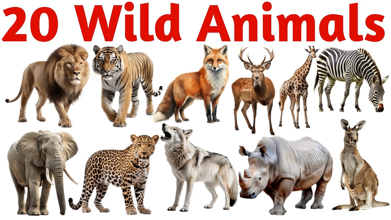 20 जंगली जानवरों के नाम सीखें बच्चों के लिए | Learn 20 Wild Animal Names for Kids with Pictures