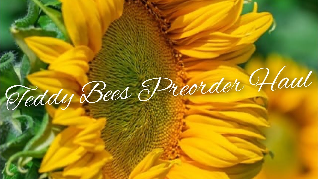 Teddy Bees 🐝 Preorder Haul May 2025