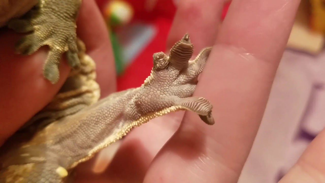 How To Help Crested Geckos With Stuck Shed