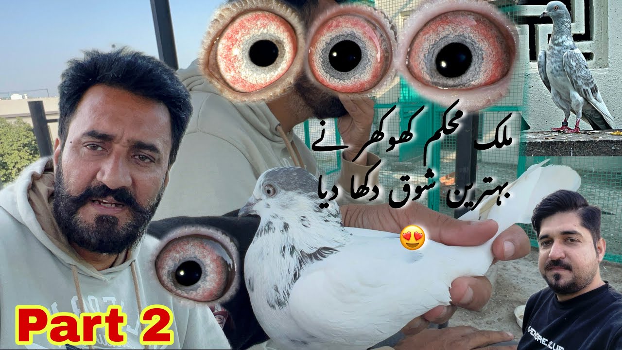 Ustad Malik mohkam khokhar k shandar kabotaro ka shok 😍