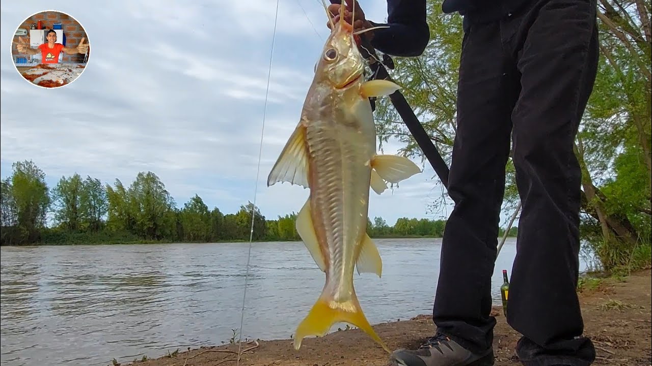 COMO PESCAR BAGRES EN EL RIO