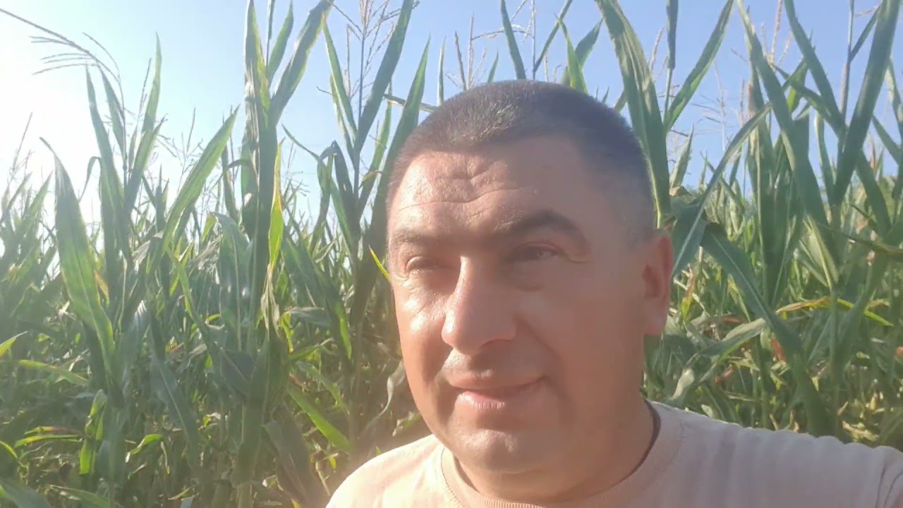 Ужас! Кукуруза горит,когда влага есть ,но с опозданием .Зона степи Украины.No-till Ukraine.