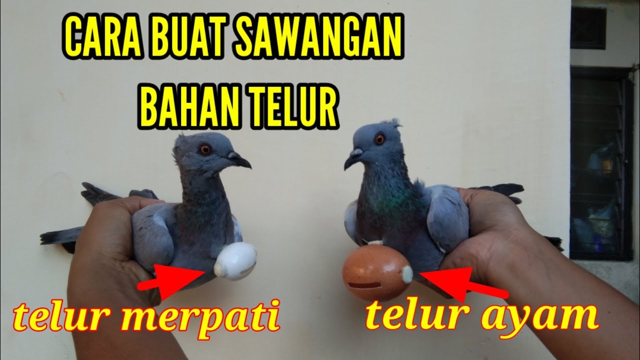 CARA MEMBUAT SAWANGAN MERPATI BAHAN TELUR @merpatidoro8228#hatongmerpati #sawanganmerpati