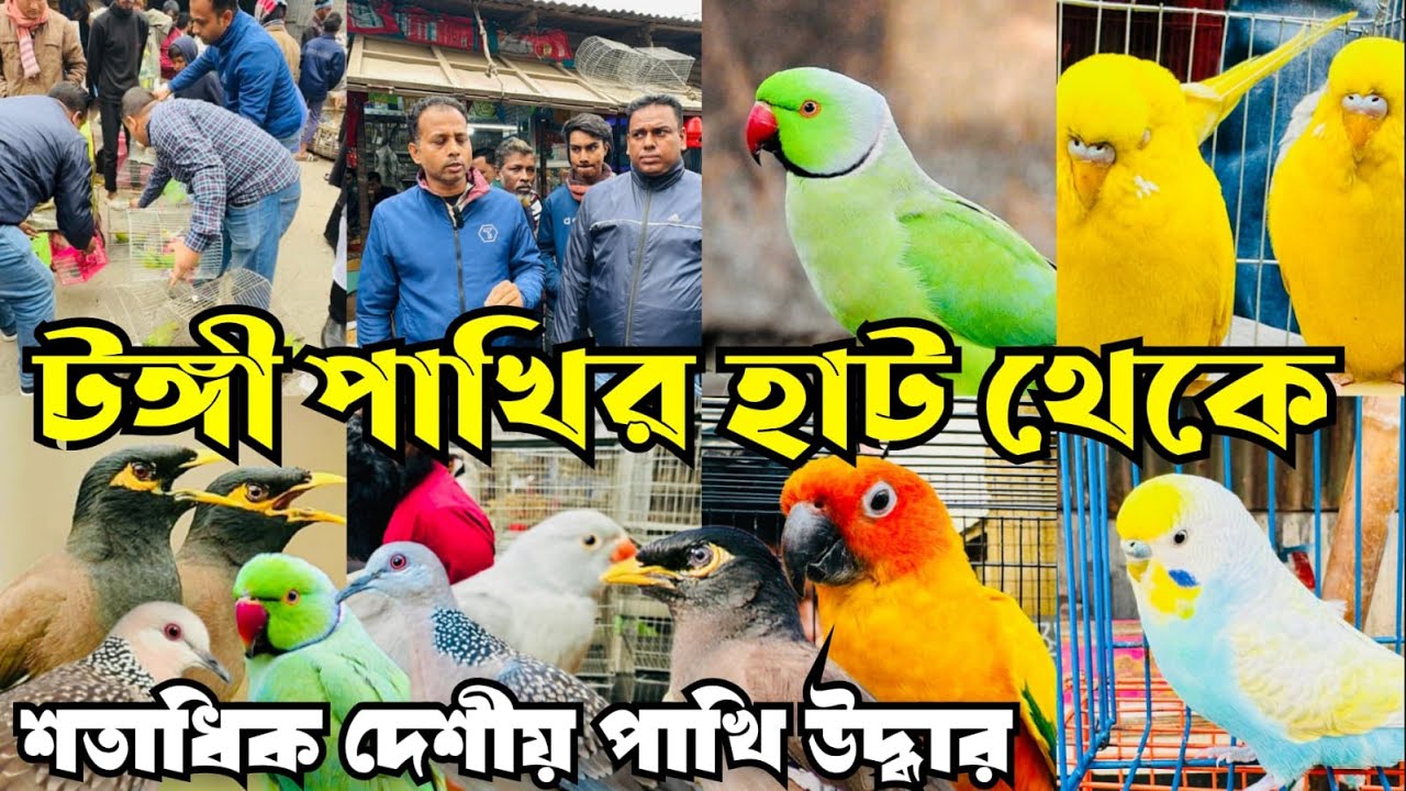 বন বিভাগের ব্যাপক অ'ভিযান টঙ্গী পাখির হাটে |Tongi Bazar Pakhir Hat | Tongi Pakhir Hat #viral