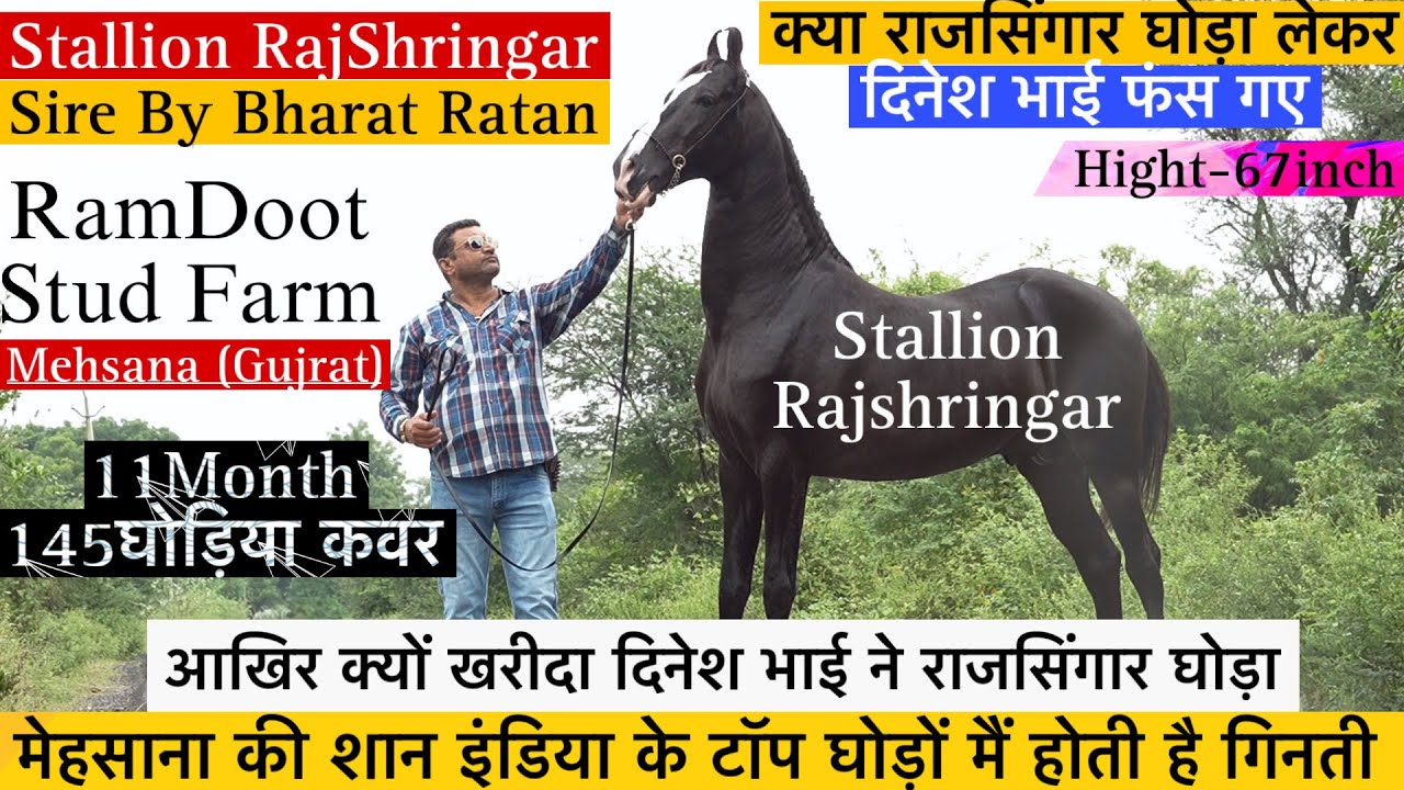 आखिर क्यों खरीदा दिनेश भाई ने राजसिंगार घोड़ा 11Month मैं कर चुका हैं 145 घोड़ी कवर !