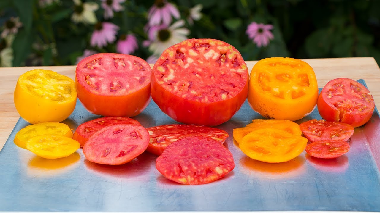 Tomatoes, The Best Varieties?