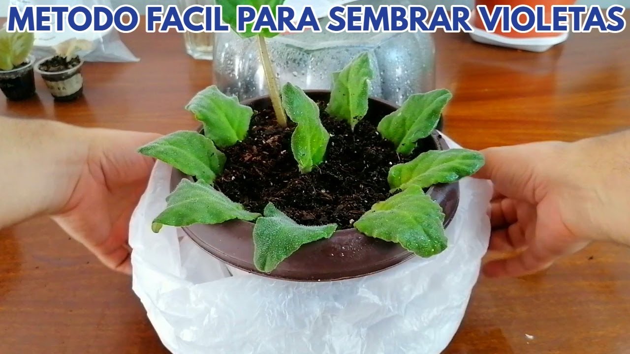 el metodo mas facil para sembrar violetas africanas chuyito jardinero