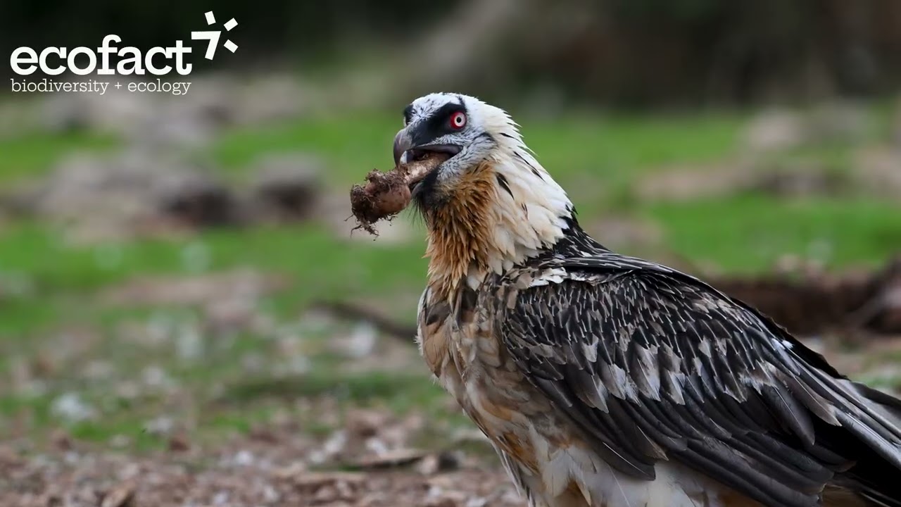Bearded Vulture (Gypaetus barbatus) in the Catalan pre-Pyrenees