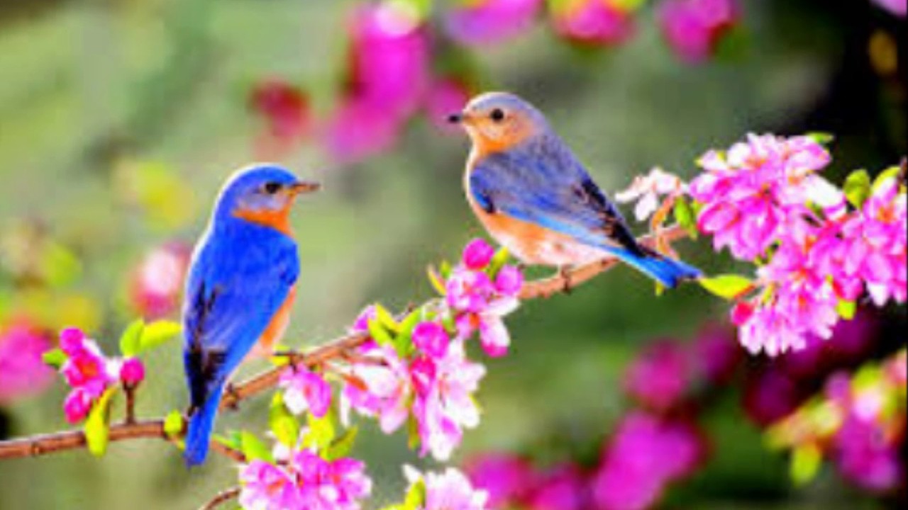 Я.Купала. ЯВАР І КАЛІНА (Праграма 9). НА ПАМЯЦЬ