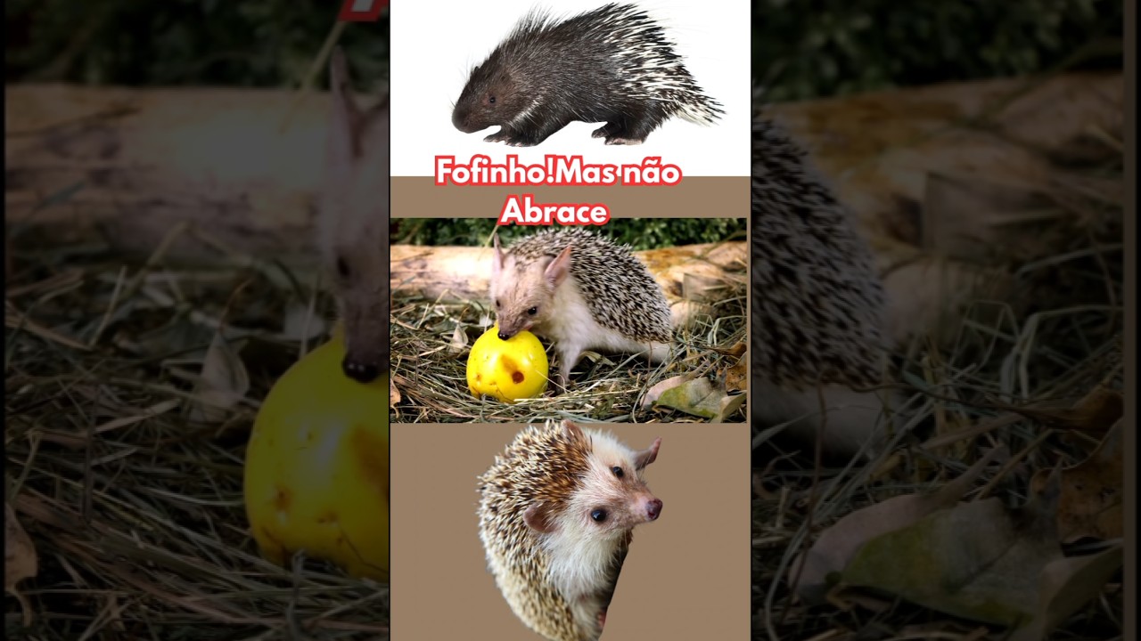Abraço 