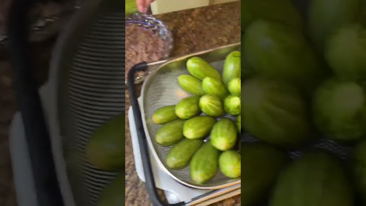 نعمل شيشبرك شامي على الأصول وحشوة خرافية 😍🌙