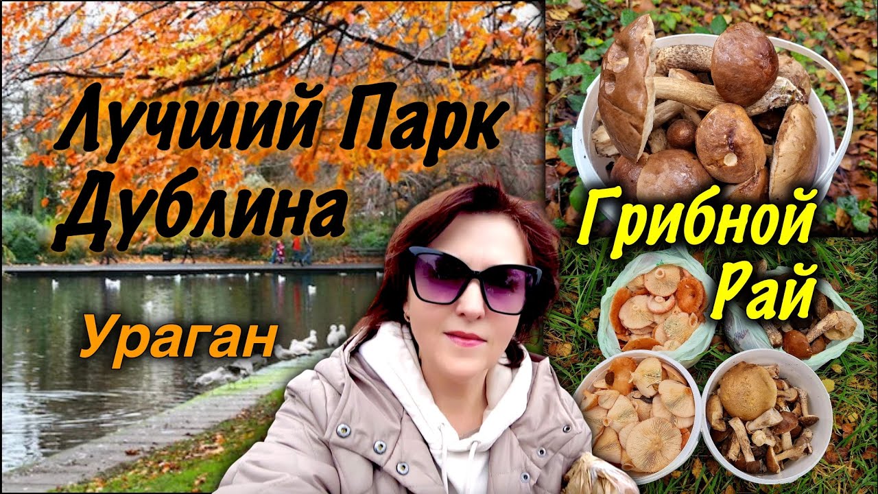Ирландия🇮🇪Первый Ураган/Грибы в Октябре/Лучший Парк Дублина/Ирландия Готовится к Зиме