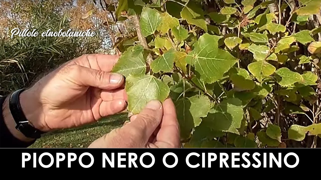 PILLOLE ETNOBOTANICHE - Pioppo nero o cipressino