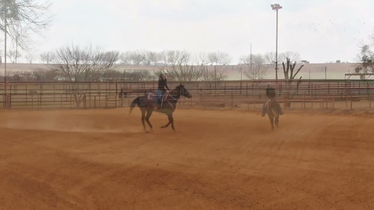 “Wildcard Negra” 2023 Grey Mare 