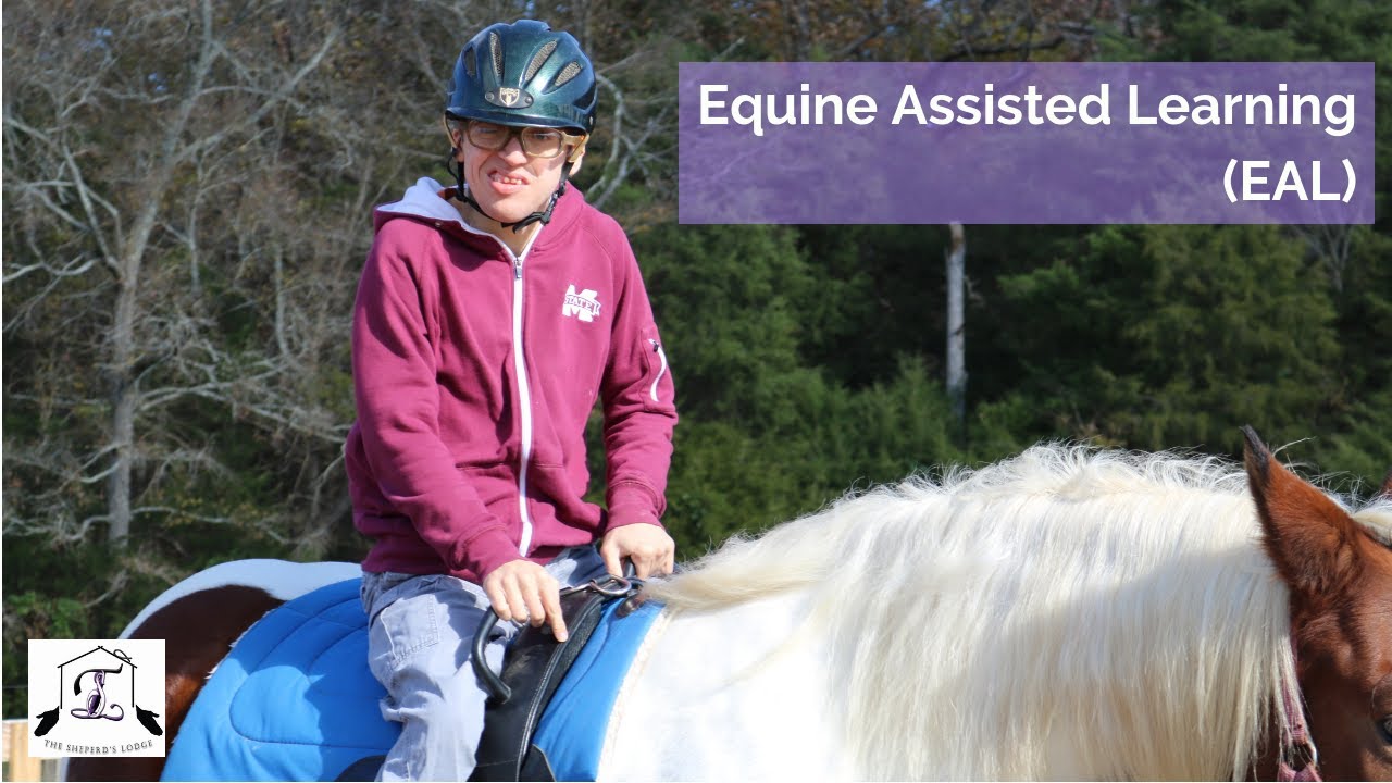 Equine Assisted Learning (EAL) // The Sheperd's Lodge