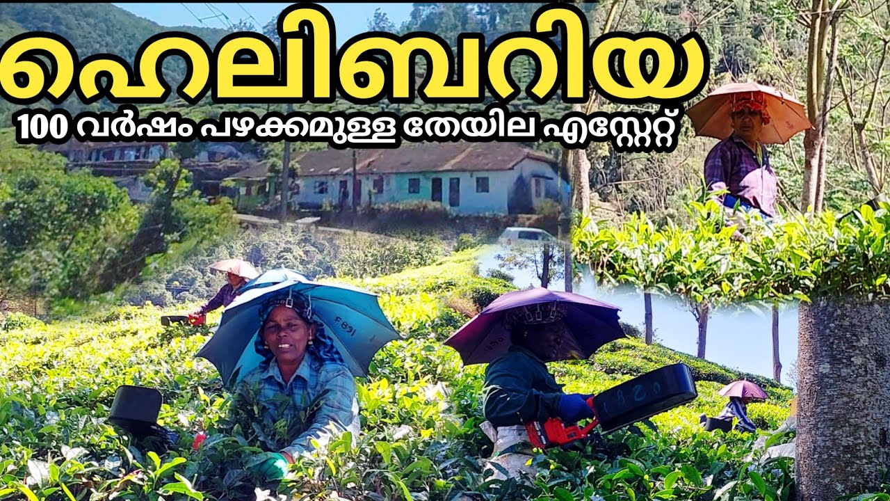 മെഷീൻ ഉപയോഗിച്ച് തേയില നുള്ളുന്ന ഹെലിബറിയയിലെ തൊഴിലാളികൾ  | Heliburiya Tea Estates Elappara 