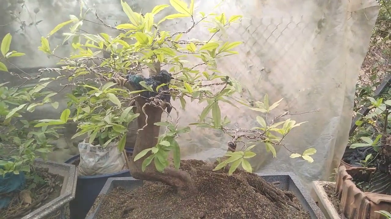 thay châu thay chất trông cho cây mai kỳ lân