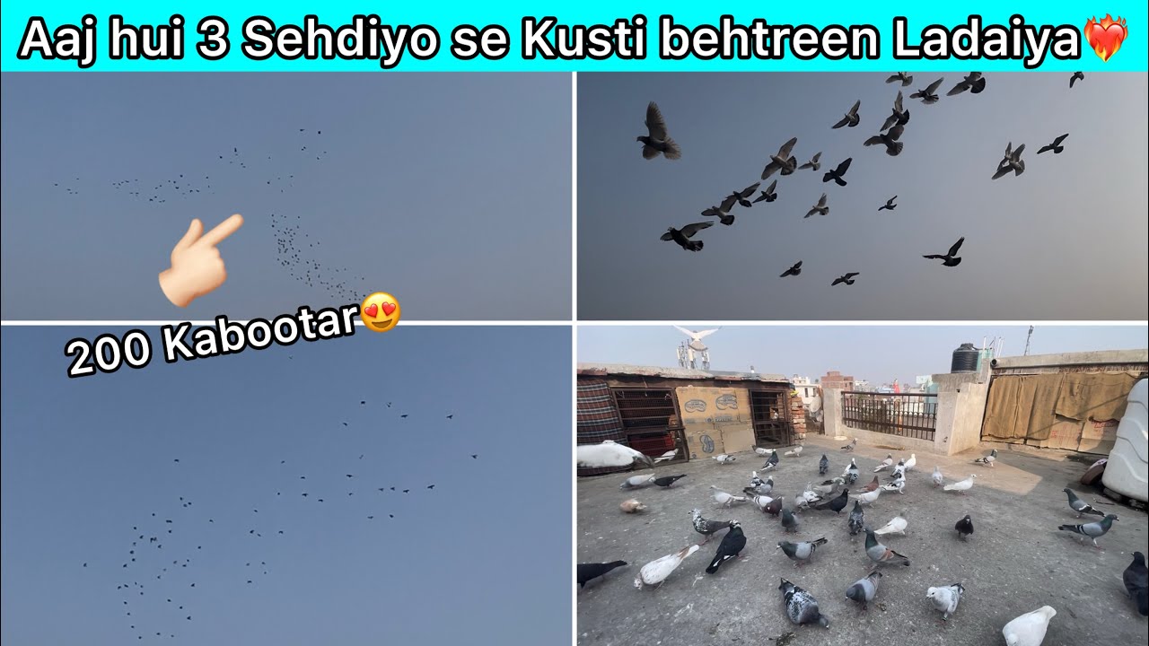 Aaj karwaayi kabootaro ki Ladaiya😍