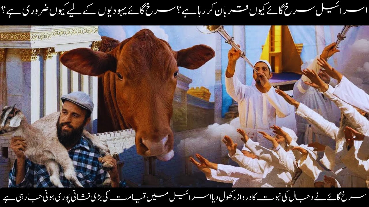 Lal Bachda In Israel|Why Red Cow Important For Jews?|Qaymat Ki  Aur Nishani Puri|Digi Kashan Islamic