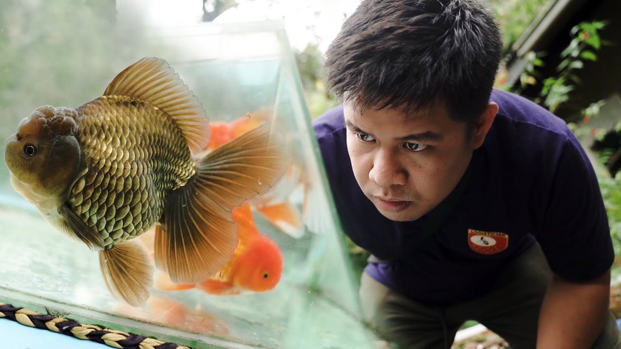 FV VLOG #002: HOW TO GROW JUMBO GOLDFISH IN 6 MONTHS