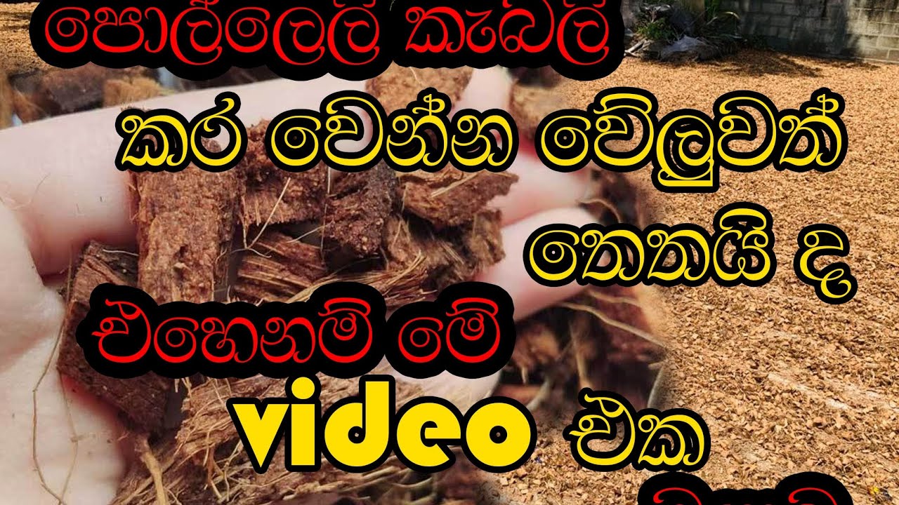 ඔයා වේලන පොල්ලෙලි කැබලි තෙතයි ද #ideas #homebusiness #businessadvice #business