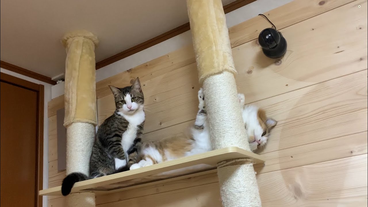 なんだかんだ仲の良い猫