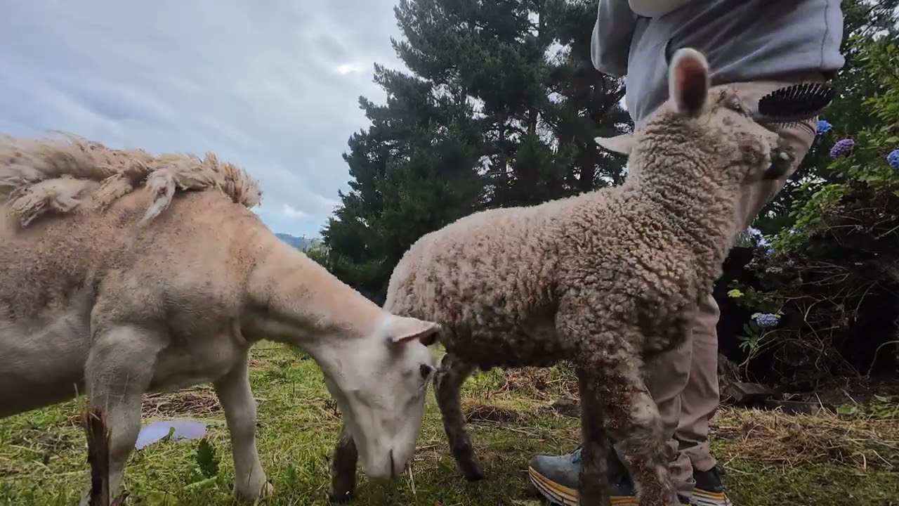 Lamb Feeding and Grooming #sheepfarming #livestockfarming
