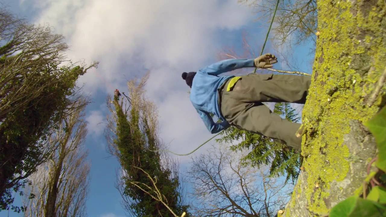 abbatage tree 20 metres, abbatage peuplier