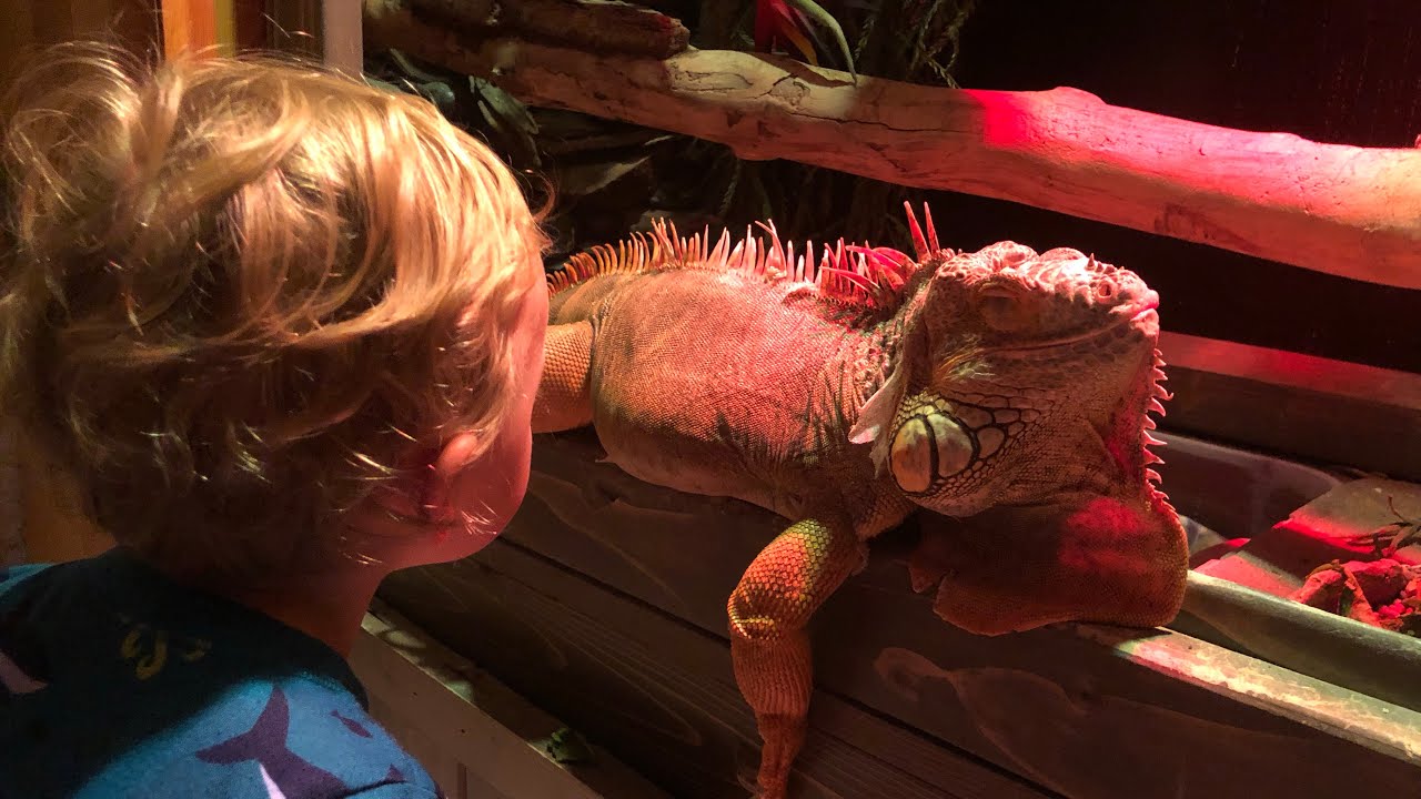 Closet converted into an Iguana Habitat