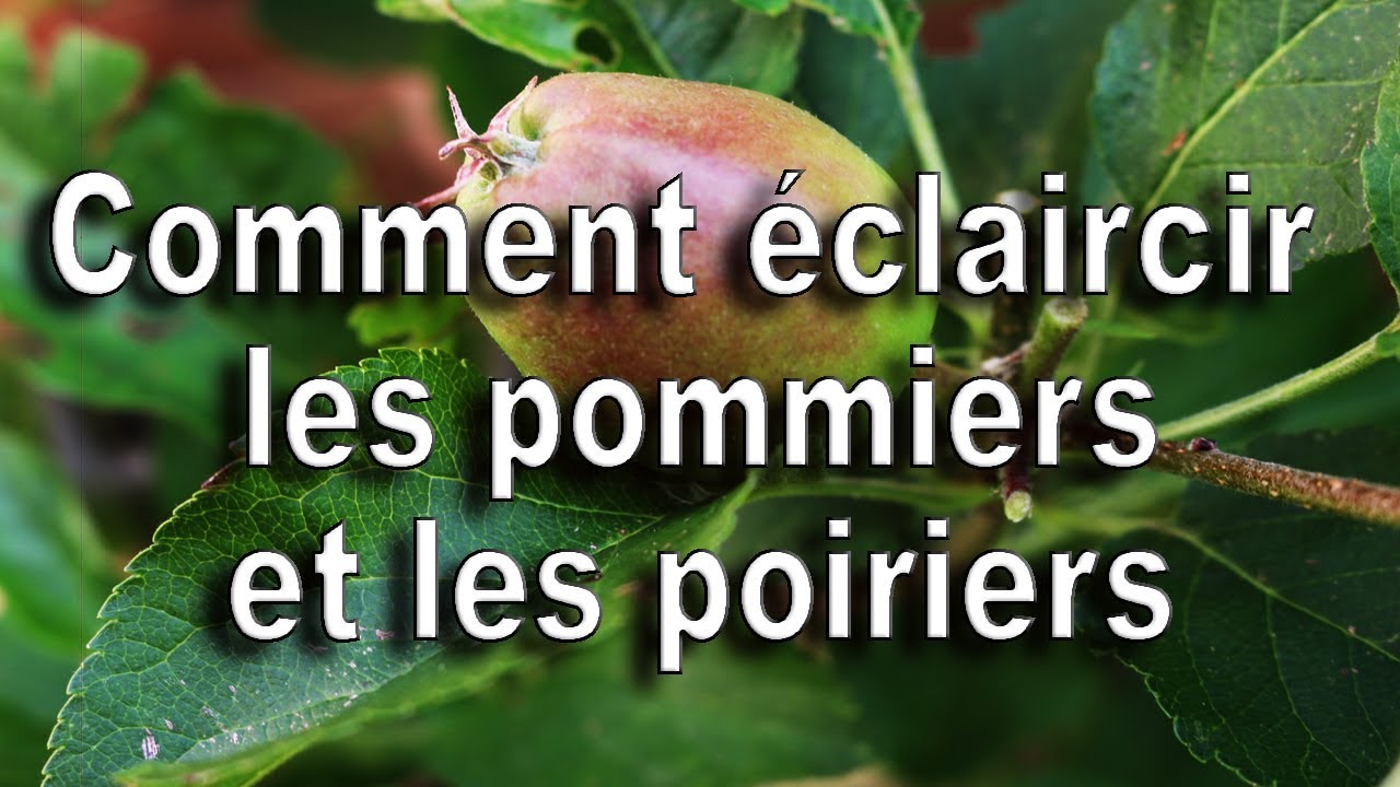 Pommier, poirier, Comment éclaircir les pommes et poires 20 juin 2019