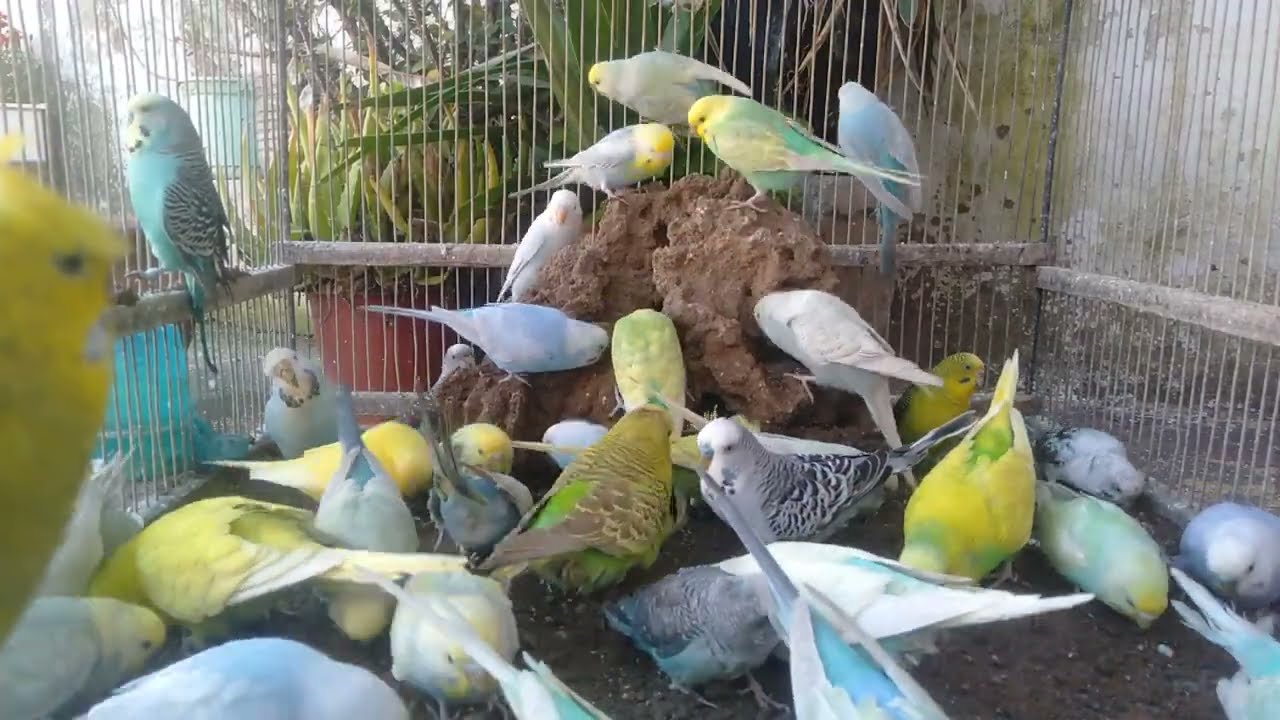 😳0円DIYなのに…セキセイインコの反応が想像以上だった