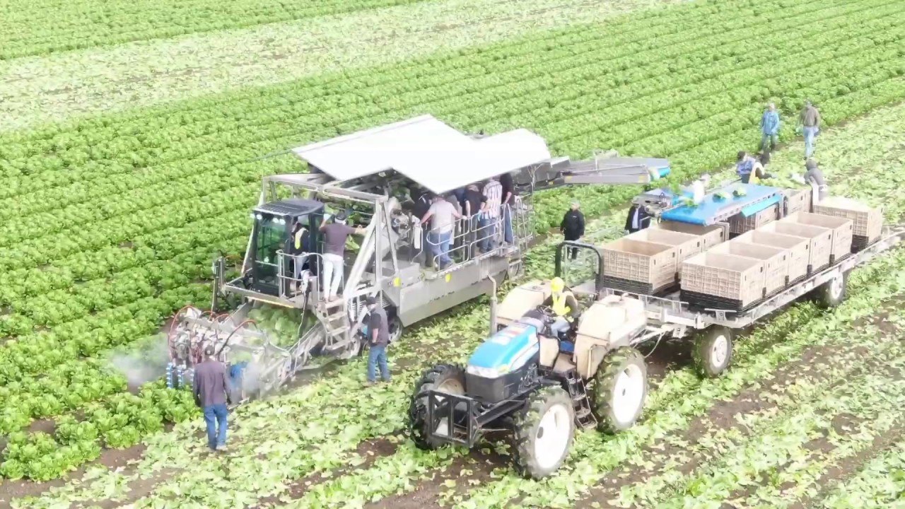 Automated Harvesting LLC - IM-500G1 Iceberg Automated Machine