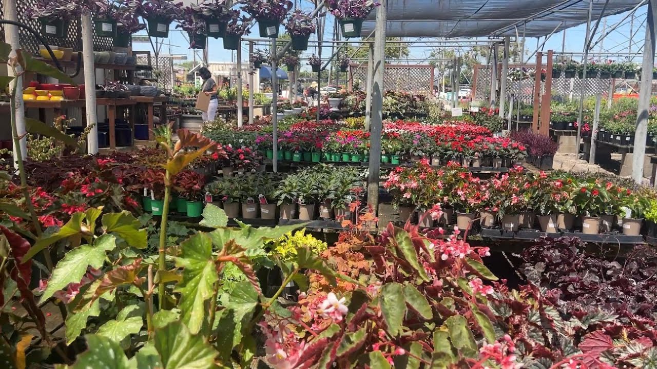H&H Nursery - Flowers Garden